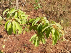 Combretaceae
