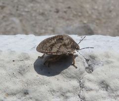 Pachycorinae