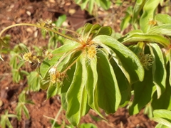Combretaceae