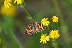 Phyciodes batesii