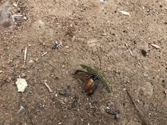 Trichoxys labyrinthicus