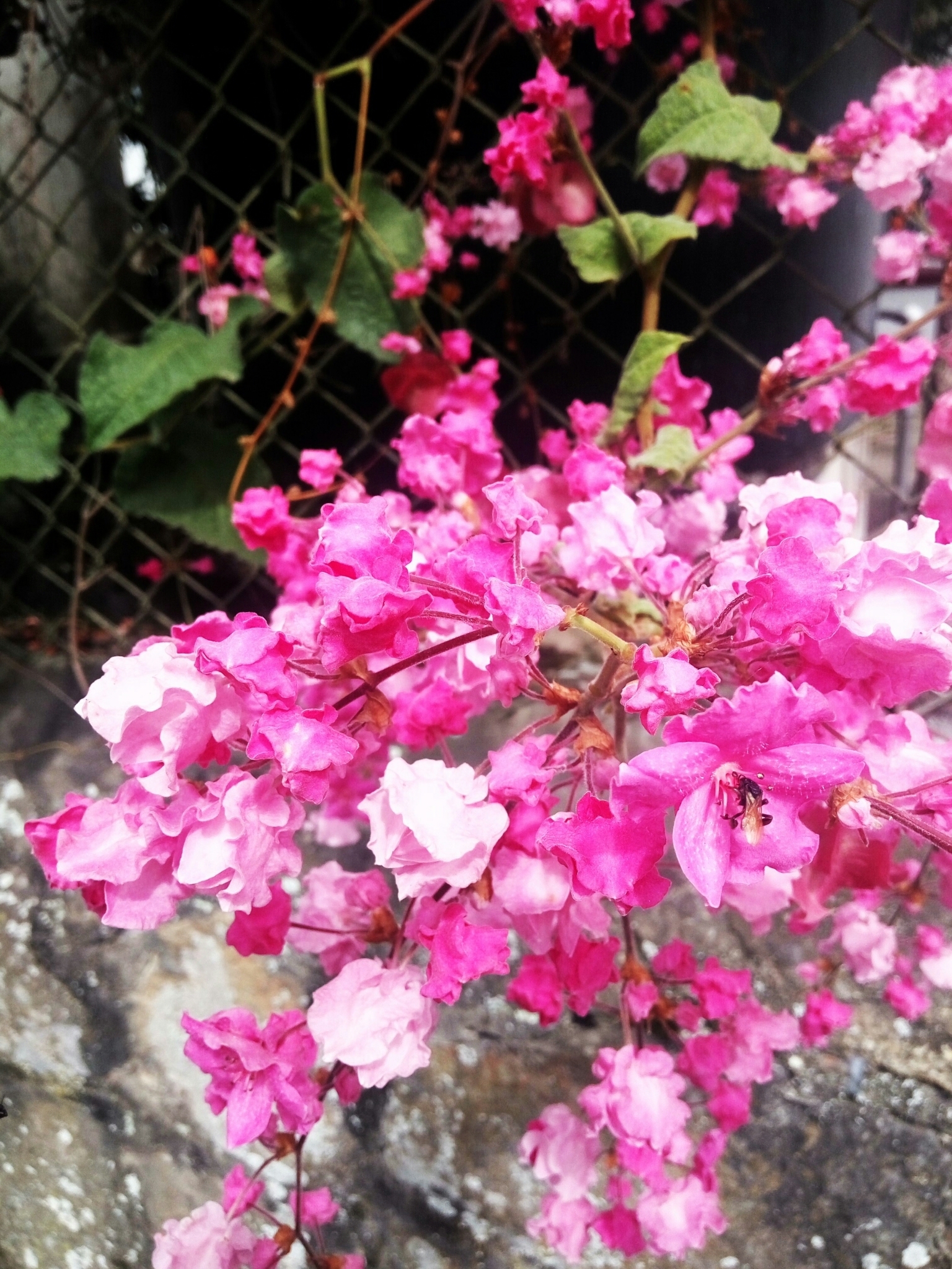Antigonon guatimalense