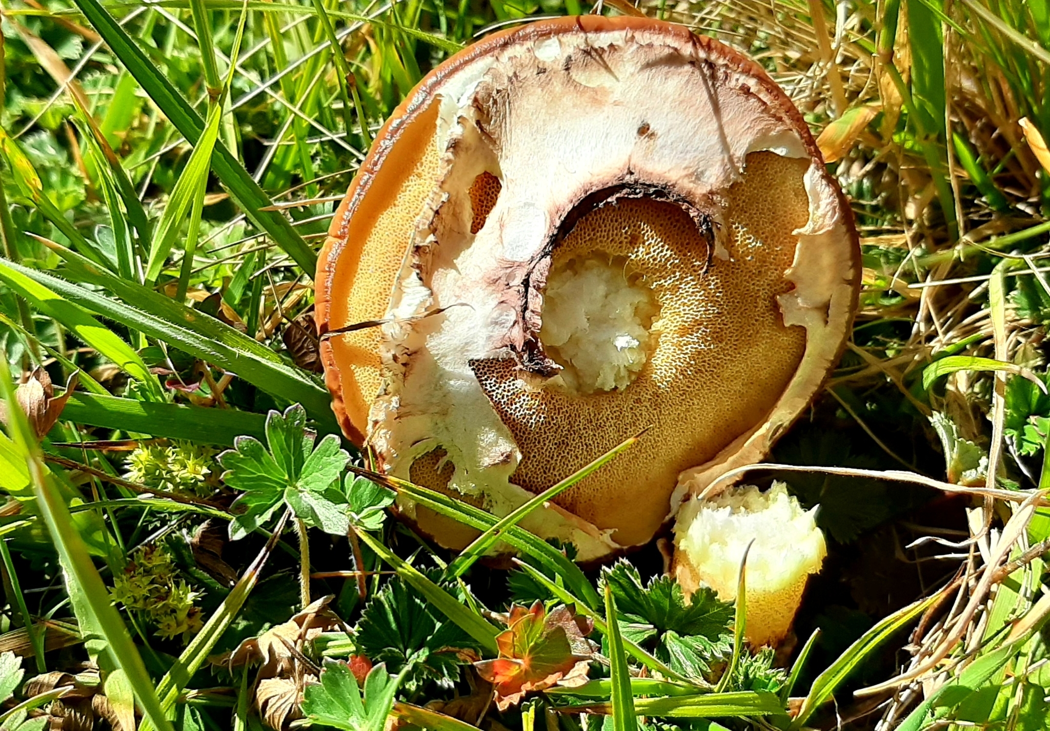 Suillus image