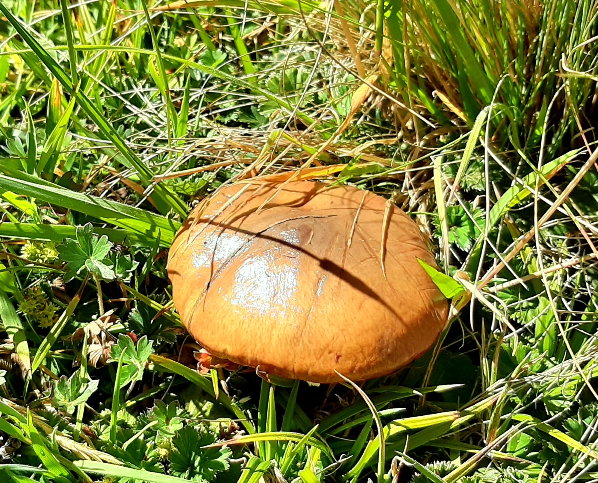 Suillus luteus image