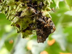 Opsiphanes quiteria