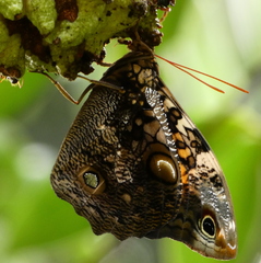 Opsiphanes quiteria
