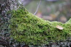 Hypnum cupressiforme