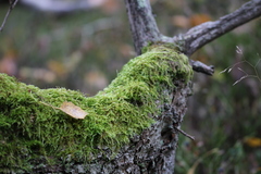 Hypnum cupressiforme