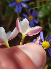 Hesperantha cucullata