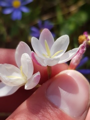 Hesperantha cucullata