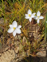 Cyanella alba