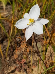 Cyanella alba