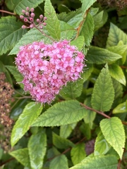 Spiraea japonica