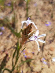 Babiana spathacea