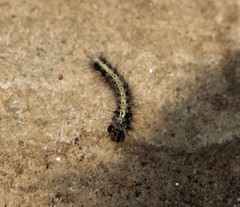 Lepidoptera