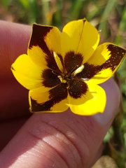 Hesperantha vaginata