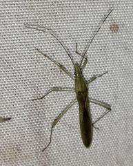 Leptocorisini