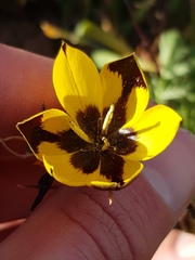Hesperantha vaginata