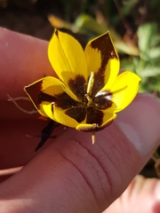 Hesperantha vaginata