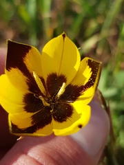Hesperantha vaginata