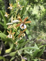 Prosthechea pterocarpa