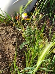 Hesperantha vaginata