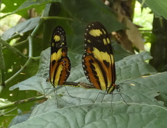 Mechanitis lysimnia nesaea