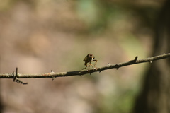 Dicranus