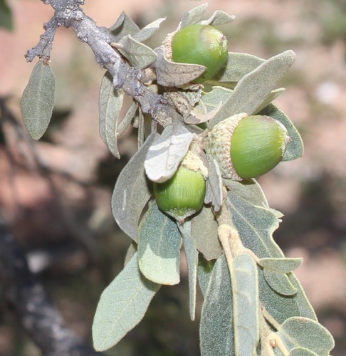 Chihuahuan oak