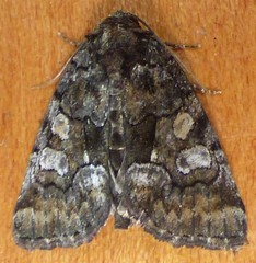 Chytonix
