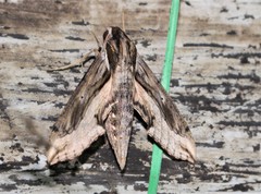 Hippotion velox