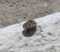 Pachycorinae