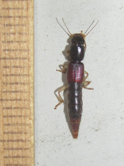 Pinophilus parcus