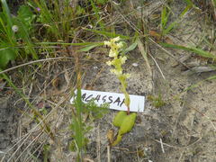 Pterygodium volucris