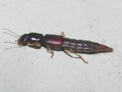 Pinophilus parcus