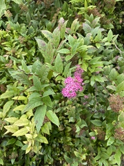 Spiraea japonica