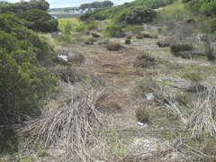 Thamnochortus spicigerus