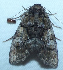 Chytonix