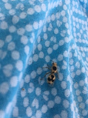 Dasymutilla arachnoides