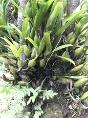 Prosthechea pterocarpa