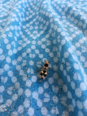 Dasymutilla arachnoides