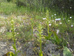 Pterygodium volucris