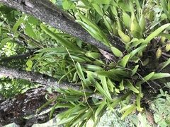 Prosthechea pterocarpa