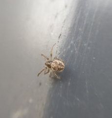 Larinioides sclopetarius