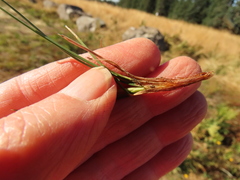 Festuca rubra commutata