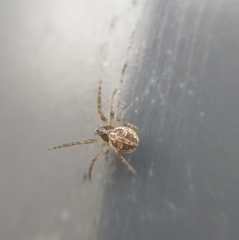 Larinioides sclopetarius