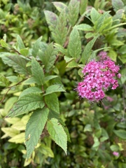 Spiraea japonica