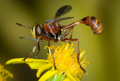Physocephala texana