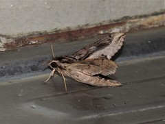 Hippotion velox