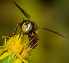 Physocephala texana